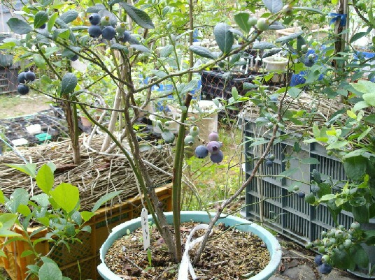 屋内促成栽培ブルーベリー収穫期